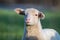 Small adorable young white lambs in green grass at dawn