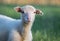 Small adorable young white lambs in green grass at dawn