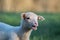 Small adorable young white lambs in green grass at dawn mouth open