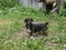 A small adult black dog stands in the yard near his kennel and looks