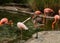 Small adult flamingo standing on one leg feeding a large juvenile young gray flamingo in a group of adult flamingos in a pond