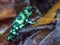 Small Adult Green And Black Poison Dart Frog