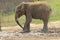 Small African elephant at the Indianapolis Zoo