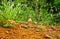 Small african squirell eating nuts in Kruger national park in South Africans bush