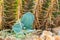 Small Agave plant growing by the side of a Golden barrel cactus