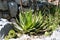 Small agave tree in garden