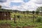 Small agricultural holding, Nandi Hills, Kenya.