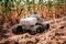 Small AI robot drone is working in a Corn field farm, for agriculture technology concept.