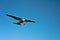 Small airplane approaching with blue sky