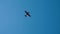 Small Airplane Flying In Blue Sky