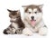 Small alaskan malamute dog with little maine coon cat together.