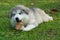 a small Alaskan malamute dog lying on grass