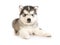 Small Alaskan Malamute puppy lying isolated on a white background
