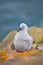 Small albatross in nest. Cute baby of Black-browed albatross, Thalassarche melanophris, sitting on clay nest on the Falkland Islan