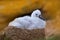 Small albatross in nest. Cute baby of Black-browed albatross, Thalassarche melanophris, sitting on clay nest on the Falkland Islan