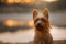 A small, alert Australian Terrier dog stands poised