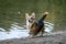 A small alert dog with pointy ears posing at the beach of a lake