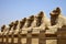 Small alley of sheep-headed sphinxes in front of Karnak Temple. Close-up. Famous Egyptian landmark with statues, hieroglyphics