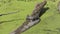 Small Alligator Resting on a Log in Florida Wetlands.