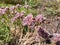 A small allium Allium tauricola with pale lavender rose to pale plum-violet flowers, the petals lined with dark purple and edged