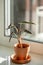 Small Alocasia Bambino plant in clay pot on windowsill at home. Elephants ear plant