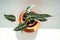 Small Alocasia Bambino plant in clay pot on windowsill top view soft focus. Elephants ear plant