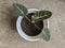 A small alocasia reginula black velvet plant in a pot