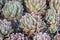 Small aloe cactus plant - gold tooth aloe