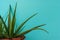Small Aloe Vera plants with pastel cement wall