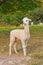 Small alpaca