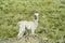Small alpaca on green meadow