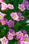 Small alpine pink flowers ground cover background