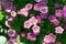 Small alpine pink flowers ground cover background