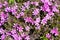 Small alpine purple flowers rock ground cover. Top view