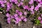 Small alpine purple flowers rock ground cover. Top view