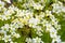 Small alpine white flowers ground cover background