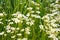 Small alpine white flowers ground cover background