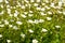 Small alpine white flowers rock ground cover. Side view