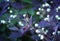 Small Alternanthera bettzickiana G.Nicholson flowers with purple leaves