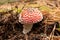 Small amanita