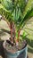 Small amazon palm trees