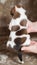 Small American Bulldog puppy back view on hands