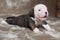 Small American Bulldog puppy on light background