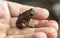 Small American Toad held in hand