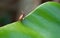 Small animal brown insect hard wings walking to climb on green leaf in botanic garden. one bug in wildlife in natural park