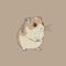 small animal mammal rodent hamster