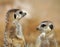 Small animals - Meerkat