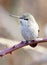 Small Anna`s Hummingbird Sitting Pretty in the Blackberry Vines