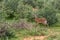 Small antelope Dik-Dik, Africa