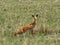 Small Antelope Oribi, Ourebia ourebi, in tall grass Senkelle Swayne`s Hartebeest sanctuary, Ethiopia
